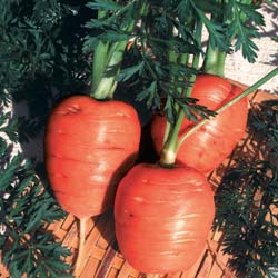 Paris market carrot